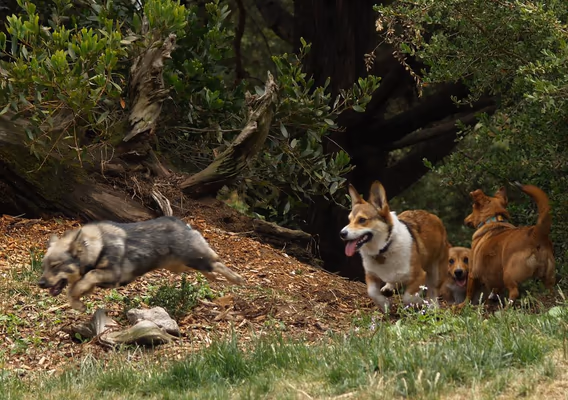 Mountain Lake Park Dog Play Area
